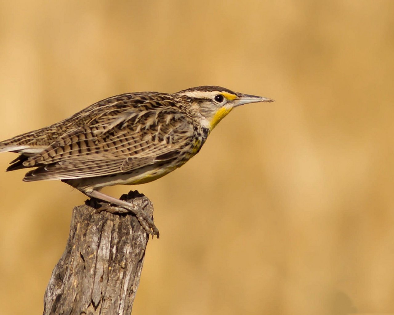 Обои птица, клюв, перья, хвост, луговой трупиал, bird, beak, feathers, tail, meadow trupial разрешение 2048x1152 Загрузить