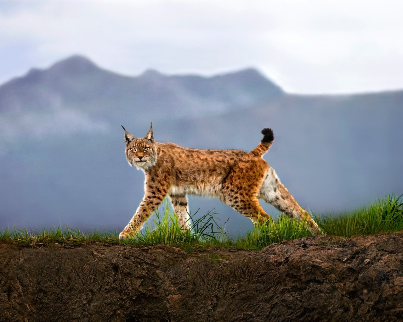 Обои трава, горы, рысь, взгляд, хищник, дикая кошка, grass, mountains, lynx, look, predator, wild cat разрешение 2500x1597 Загрузить