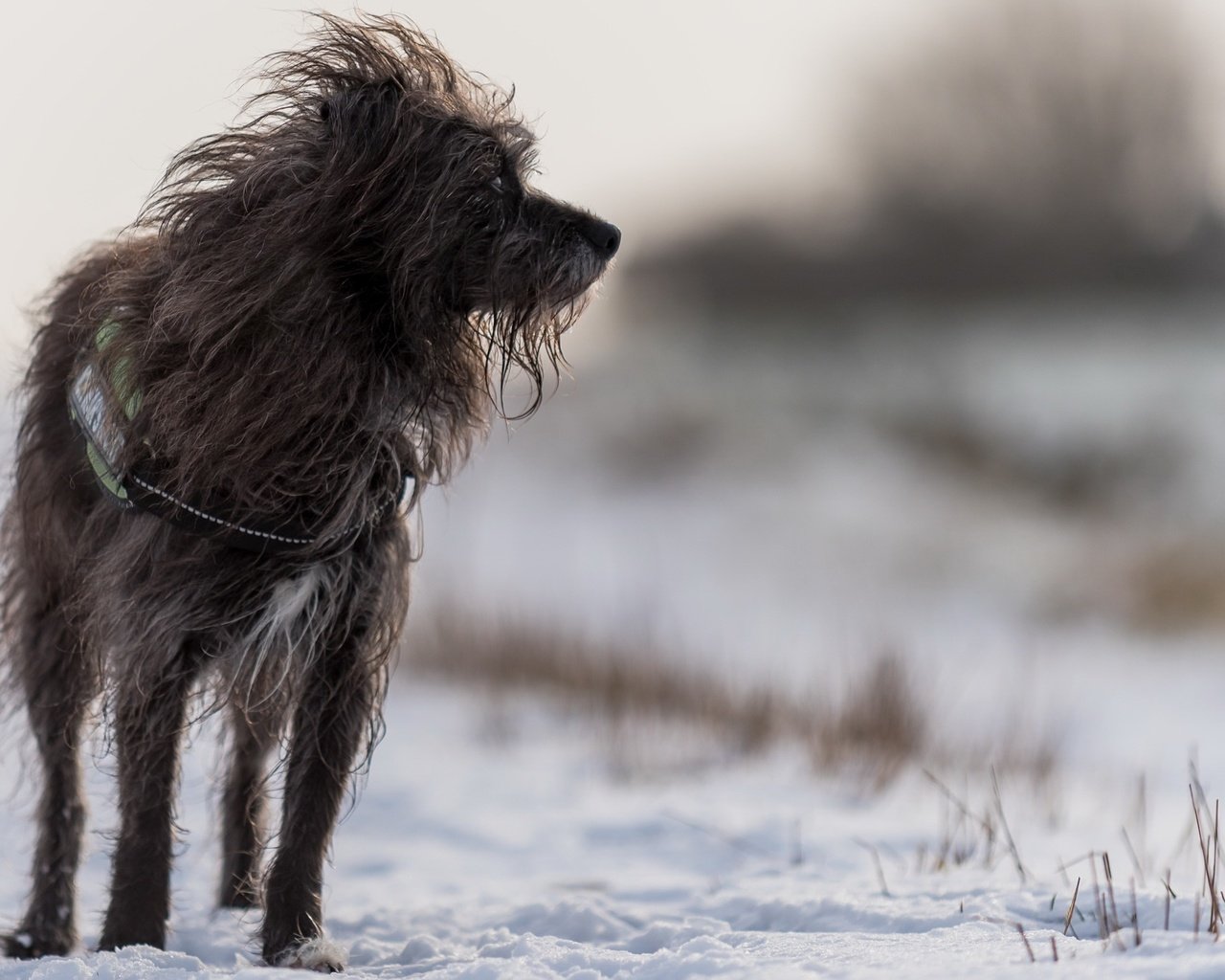 Обои снег, зима, собака, люси, ирландский волкодав, juergen libertus￼, snow, winter, dog, lucy, the irish wolfhound разрешение 1920x1274 Загрузить