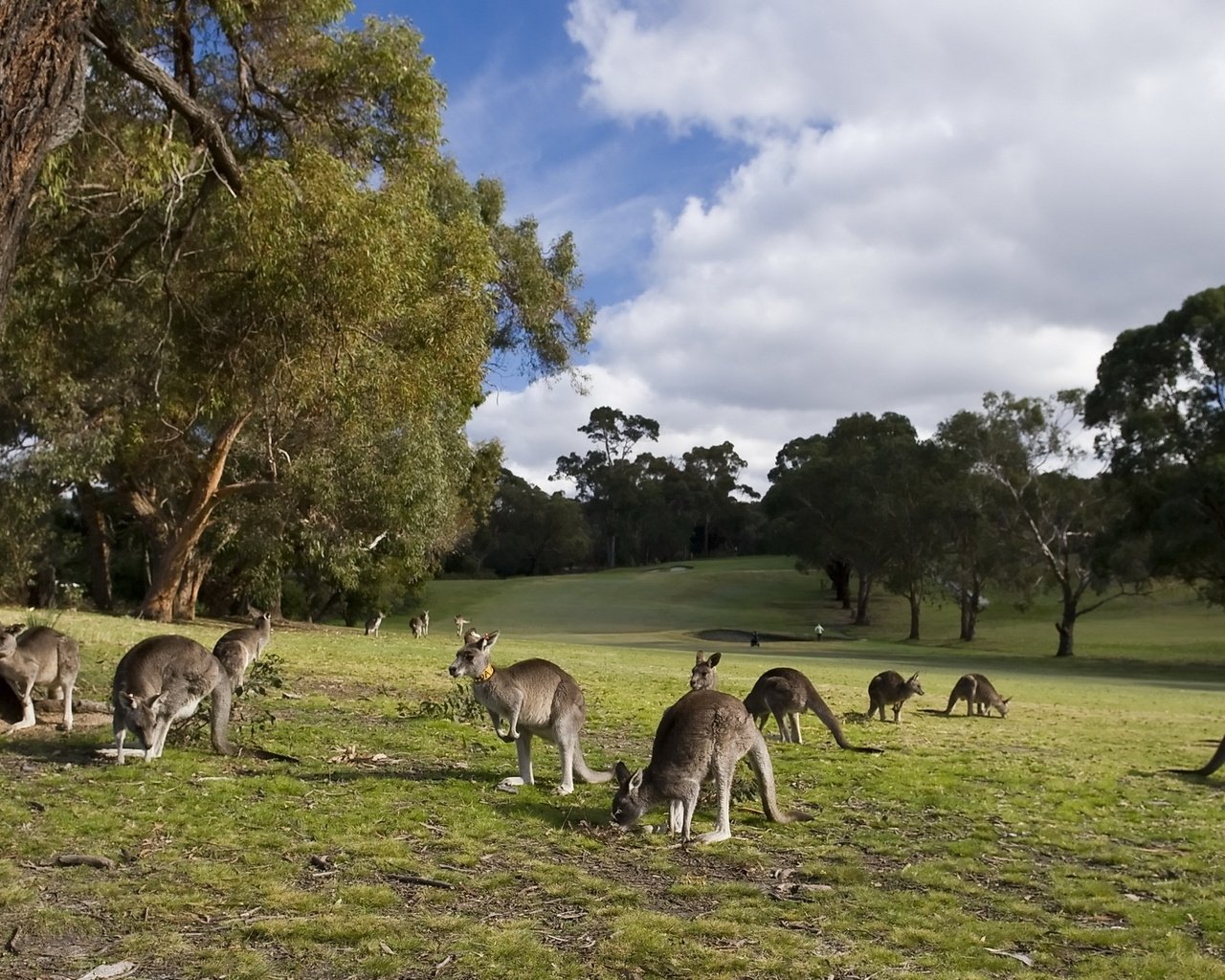 Обои небо, трава, облака, деревья, кенгуру, the sky, grass, clouds, trees, kangaroo разрешение 2560x1440 Загрузить