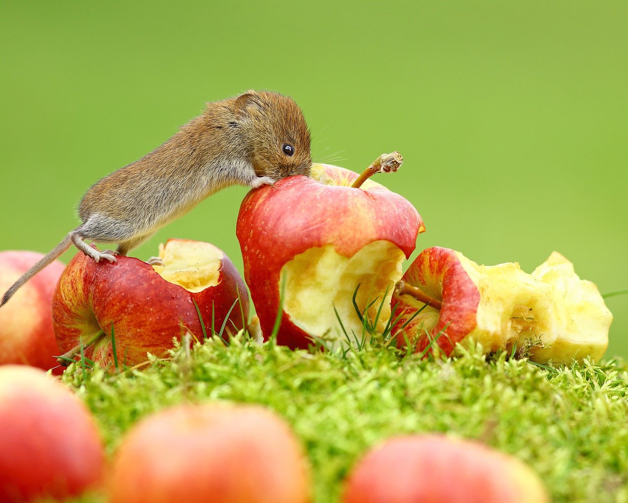 Обои трава, фрукты, яблоки, мышь, животное, зверек, grass, fruit, apples, mouse, animal разрешение 2048x1365 Загрузить