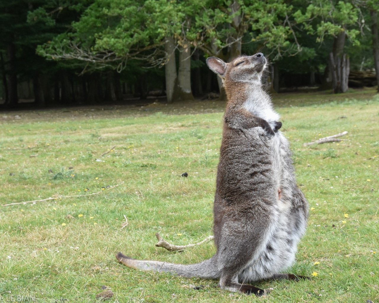 Обои трава, кенгуру, grass, kangaroo разрешение 2048x1365 Загрузить