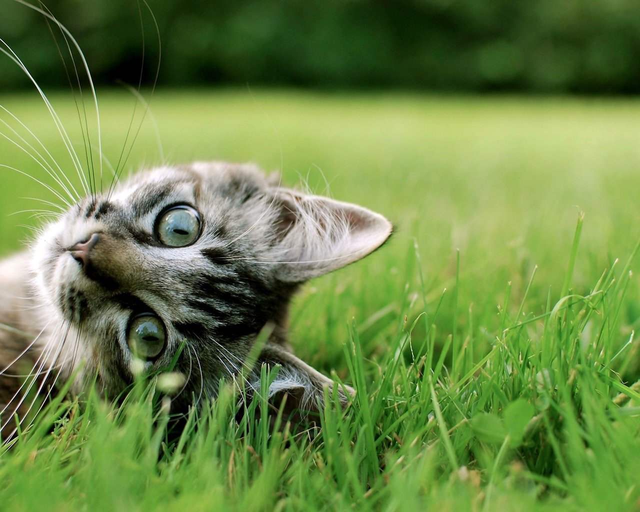 Обои трава, кот, мордочка, усы, кошка, взгляд, grass, cat, muzzle, mustache, look разрешение 2560x1600 Загрузить
