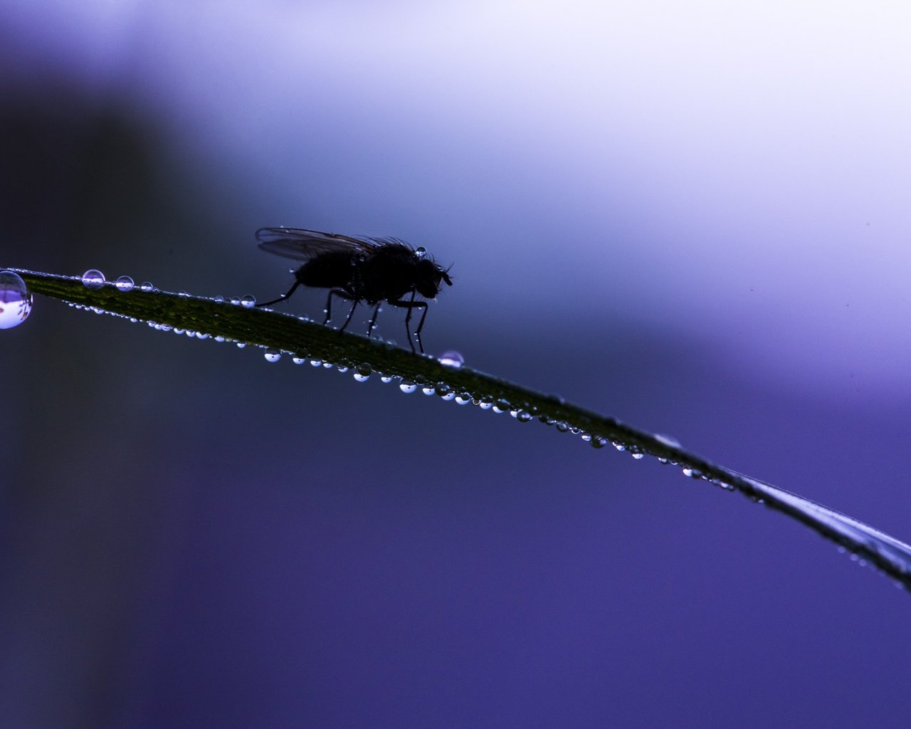 Обои трава, макро, насекомое, фон, капли, муха, grass, macro, insect, background, drops, fly разрешение 6016x4016 Загрузить