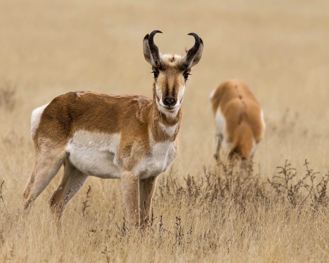 Обои трава, природа, рога, антилопа, вилорог, grass, nature, horns, antelope, pronghorn разрешение 2048x1152 Загрузить