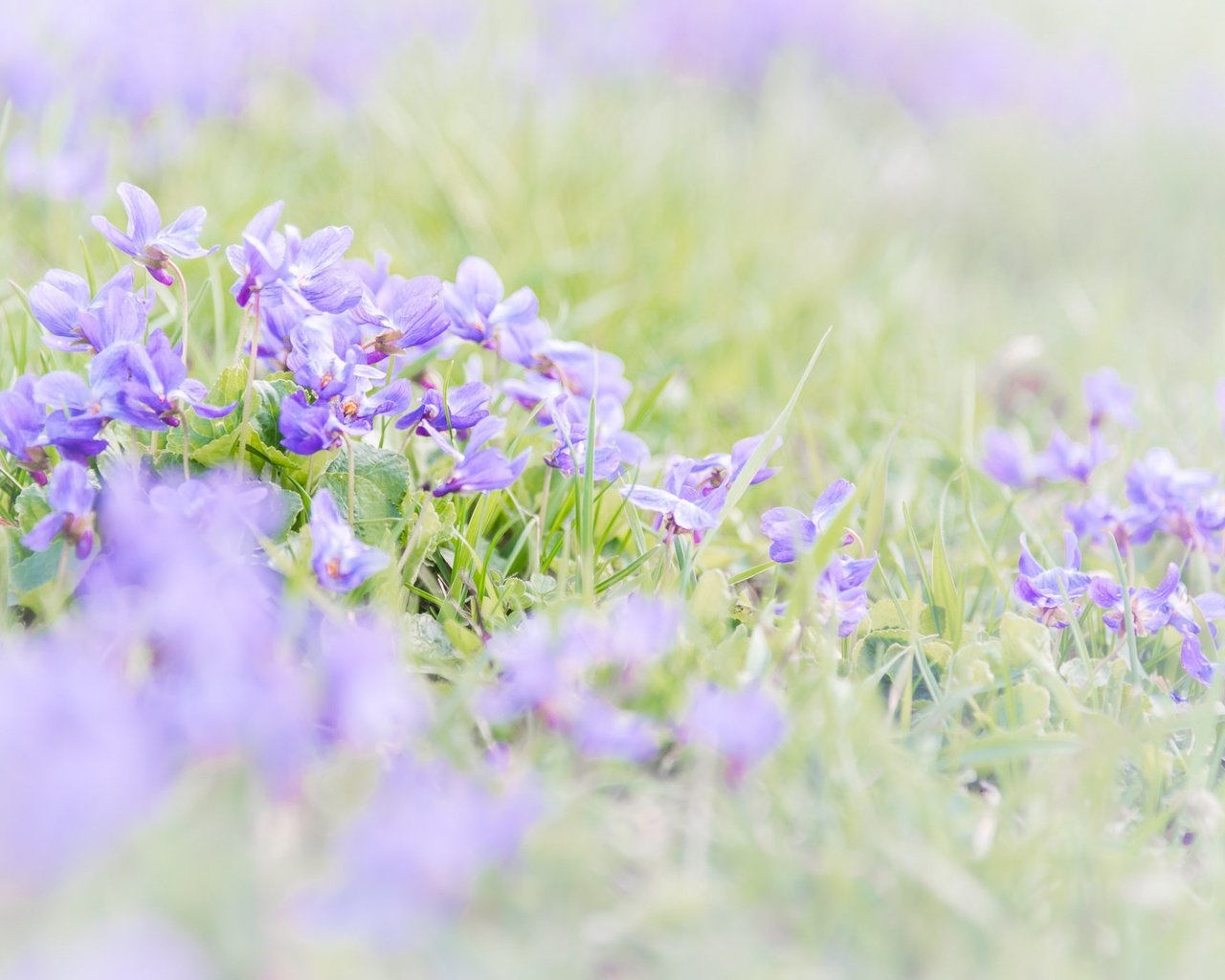 Обои цветы, трава, размытость, весна, фиалки, фиалка, flowers, grass, blur, spring, violet разрешение 2048x1367 Загрузить