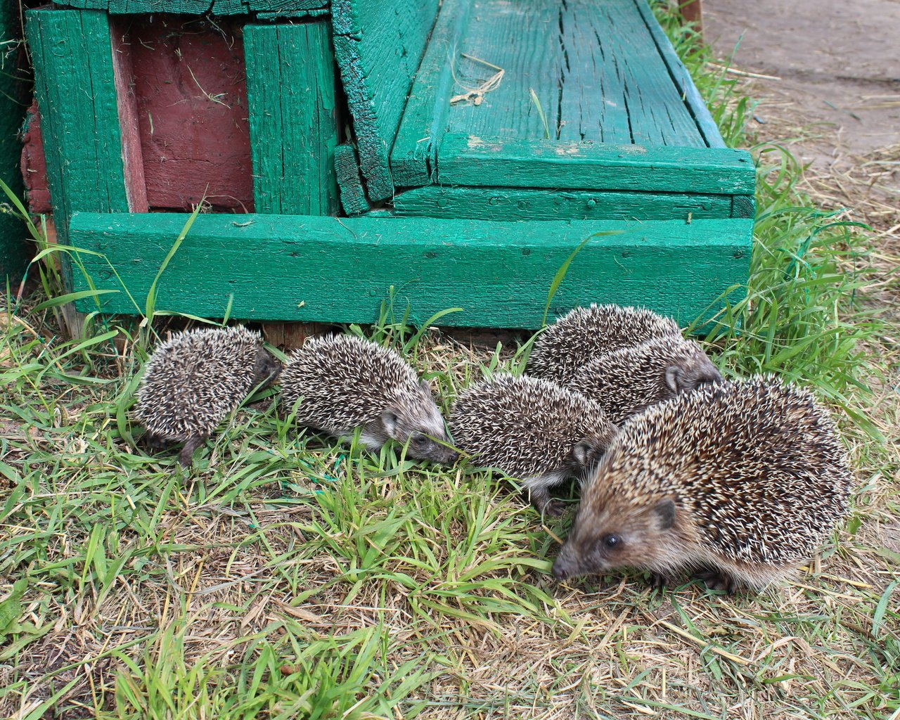 Обои трава, животные, маленькие, детеныши, семейство, grass, animals, small, cubs, family разрешение 2560x1600 Загрузить