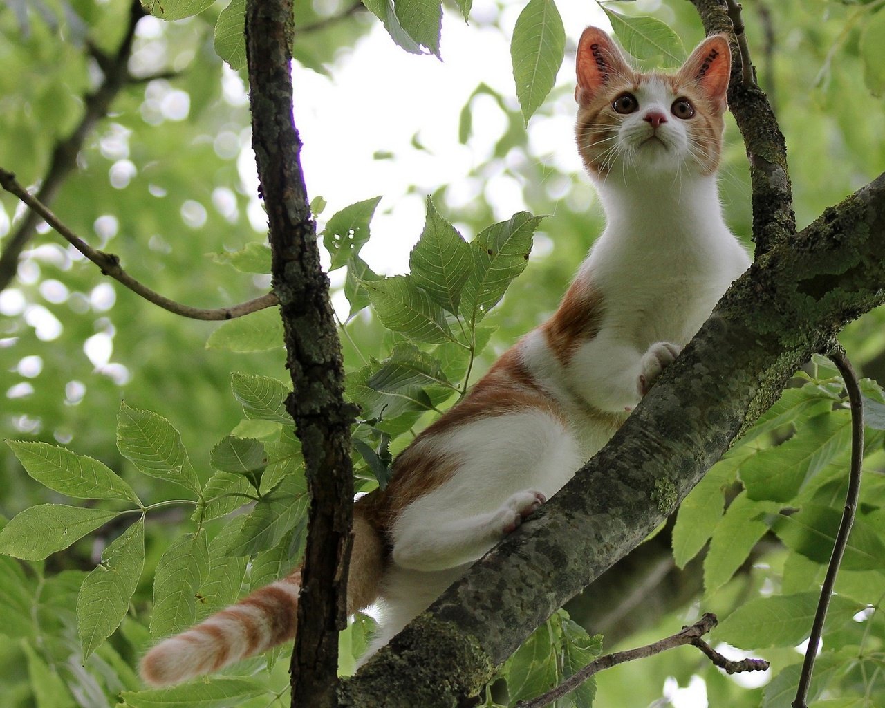 Обои ветка, дерево, листья, кот, мордочка, усы, кошка, взгляд, котенок, kitty, branch, tree, leaves, cat, muzzle, mustache, look разрешение 2235x1658 Загрузить