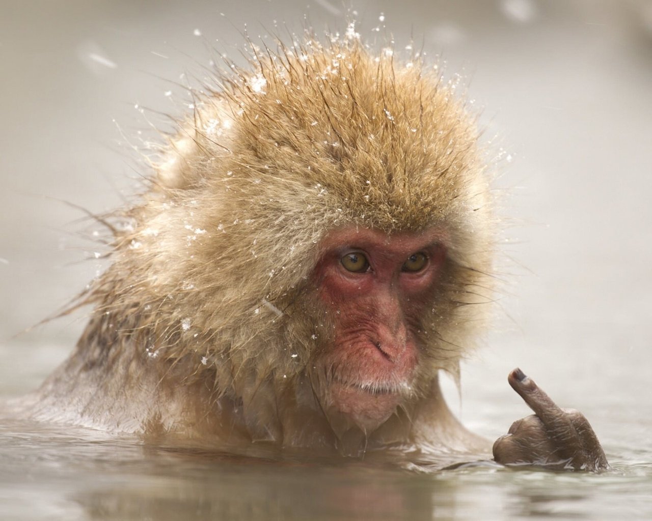 Обои вода, снег, палец, животное, купание, обезьяна, макака, water, snow, finger, animal, bathing, monkey разрешение 1920x1280 Загрузить