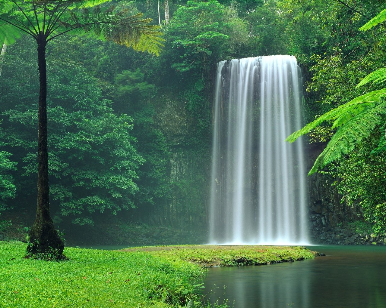 Обои деревья, австралия, вода, тропики, река, джунгли, millaa millaa falls, природа, милла-милла, лес, пейзаж, водопад, поток, trees, australia, water, tropics, jungle, river, nature, forest, landscape, waterfall, stream разрешение 2560x1600 Загрузить