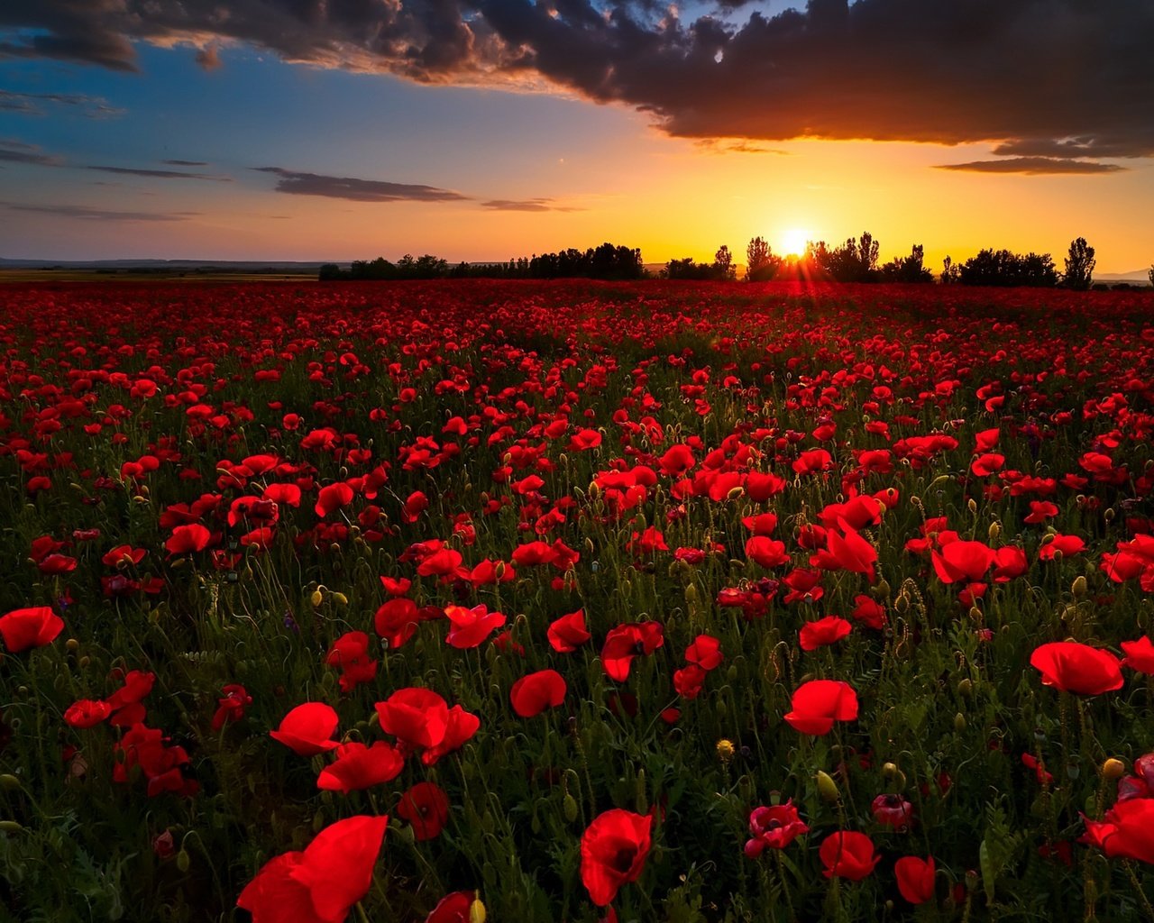 Обои цветы, закат, поле, лето, красные, маки, flowers, sunset, field, summer, red, maki разрешение 1920x1168 Загрузить