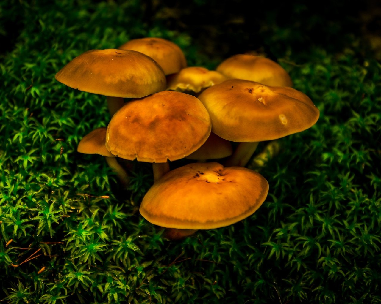 Обои природа, зелень, растения, макро, грибы, nature, greens, plants, macro, mushrooms разрешение 2992x1870 Загрузить