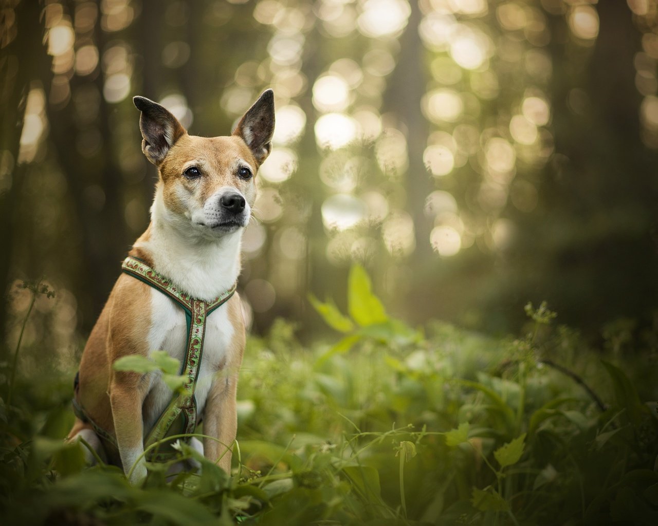 Обои зелень, собака, блики, luna, боке, dackelpup, greens, dog, glare, bokeh разрешение 2048x1367 Загрузить