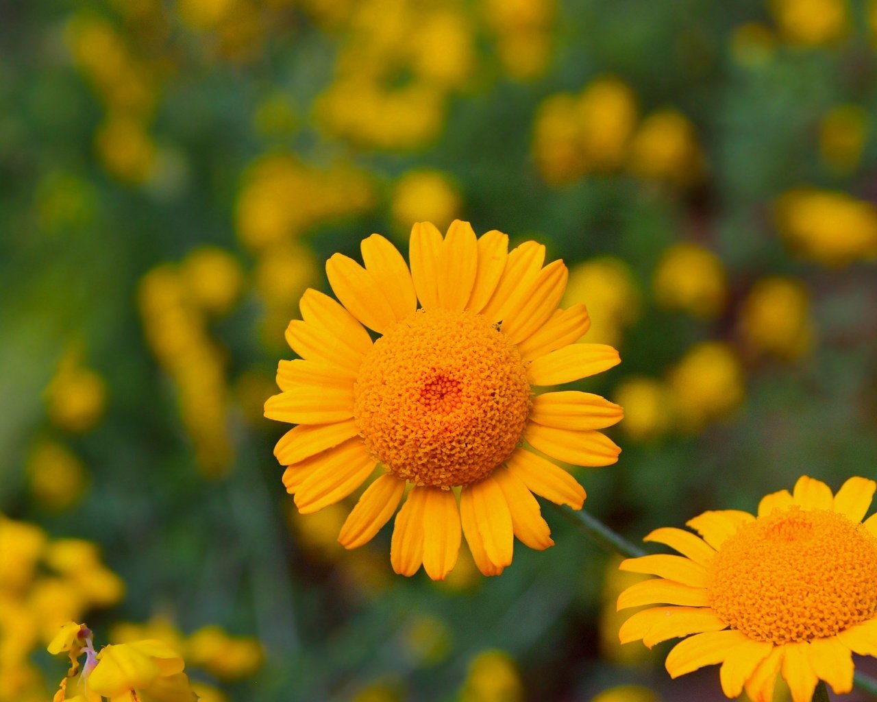 Обои цветы, лепестки, желтые цветы, антемис, пупавка, flowers, petals, yellow flowers, anthemis, chamomile разрешение 3000x1864 Загрузить