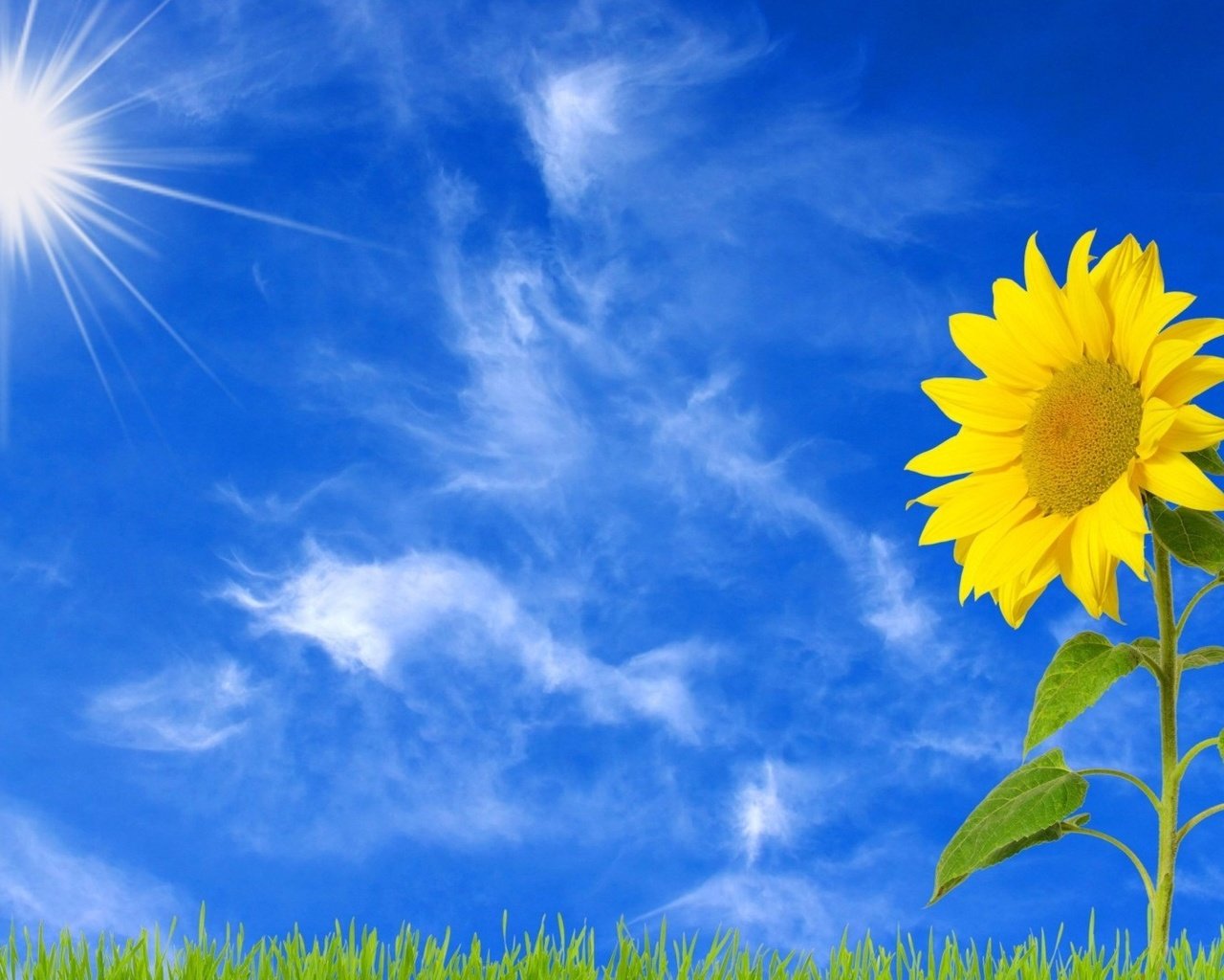 Обои небо, трава, облака, солнце, желтый, цветок, подсолнух, the sky, grass, clouds, the sun, yellow, flower, sunflower разрешение 3840x2160 Загрузить