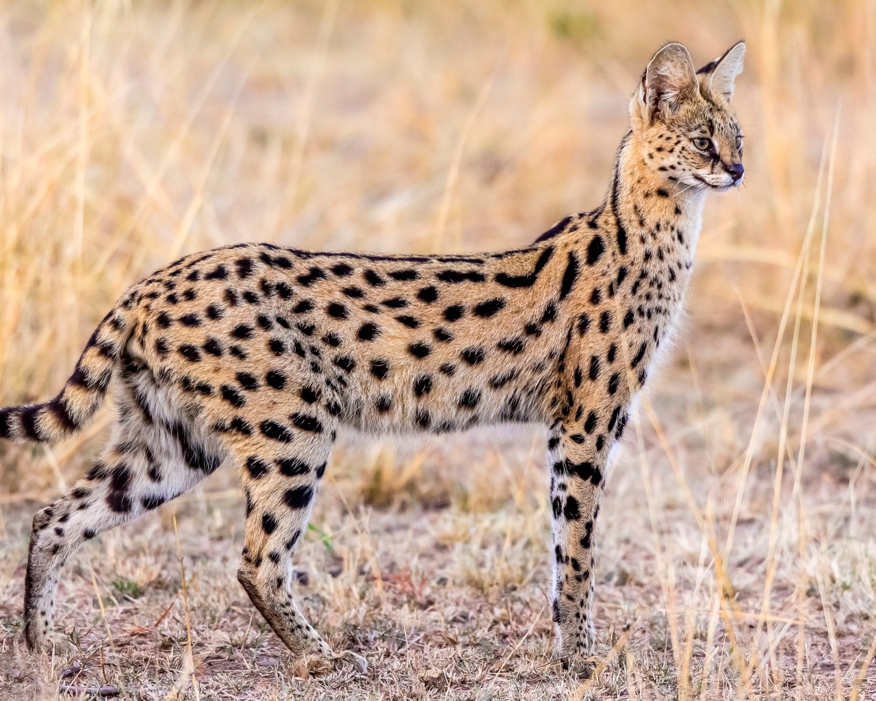 Обои животные, грация, сервал, animals, grace, serval разрешение 2500x1655 Загрузить