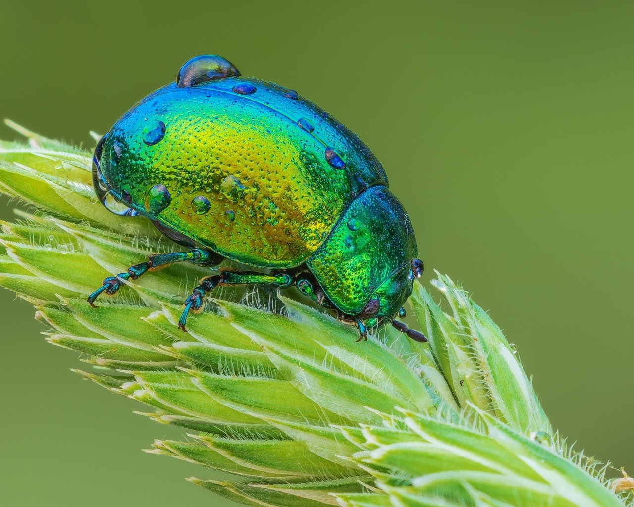 Обои жук, макро, насекомое, капли, растение, листоед, beetle, macro, insect, drops, plant, the leaf beetle разрешение 3600x2400 Загрузить