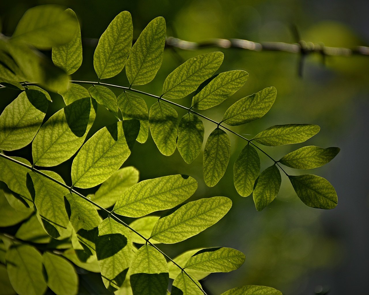 Обои листья, макро, ветки, зеленые листья, leaves, macro, branches, green leaves разрешение 6000x4000 Загрузить