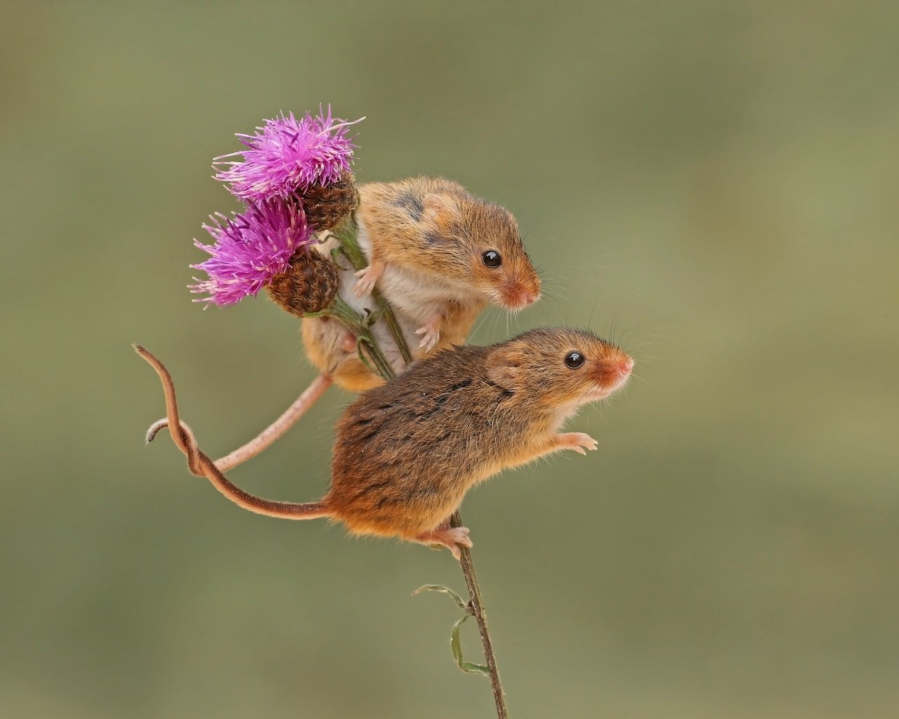 Обои фон, парочка, грызун, мышки, harvest mouse, мышь-малютка, бодяк, background, a couple, rodent, mouse, the mouse is tiny, thistle разрешение 2048x1558 Загрузить