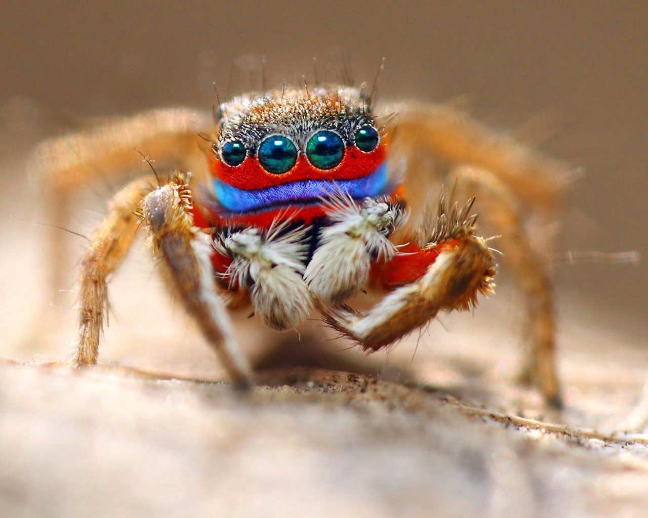 Обои глаза, макро, насекомое, паук, волоски, лапки, eyes, macro, insect, spider, hairs, legs разрешение 1920x1105 Загрузить