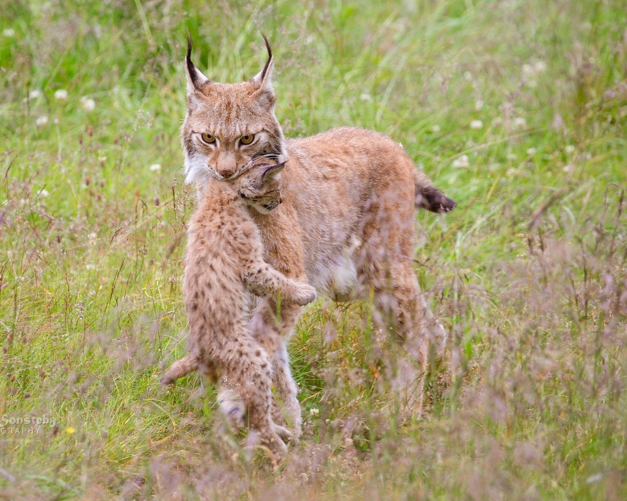 Обои трава, природа, мама, детеныш, рыси, grass, nature, mom, cub, lynx разрешение 2048x1152 Загрузить