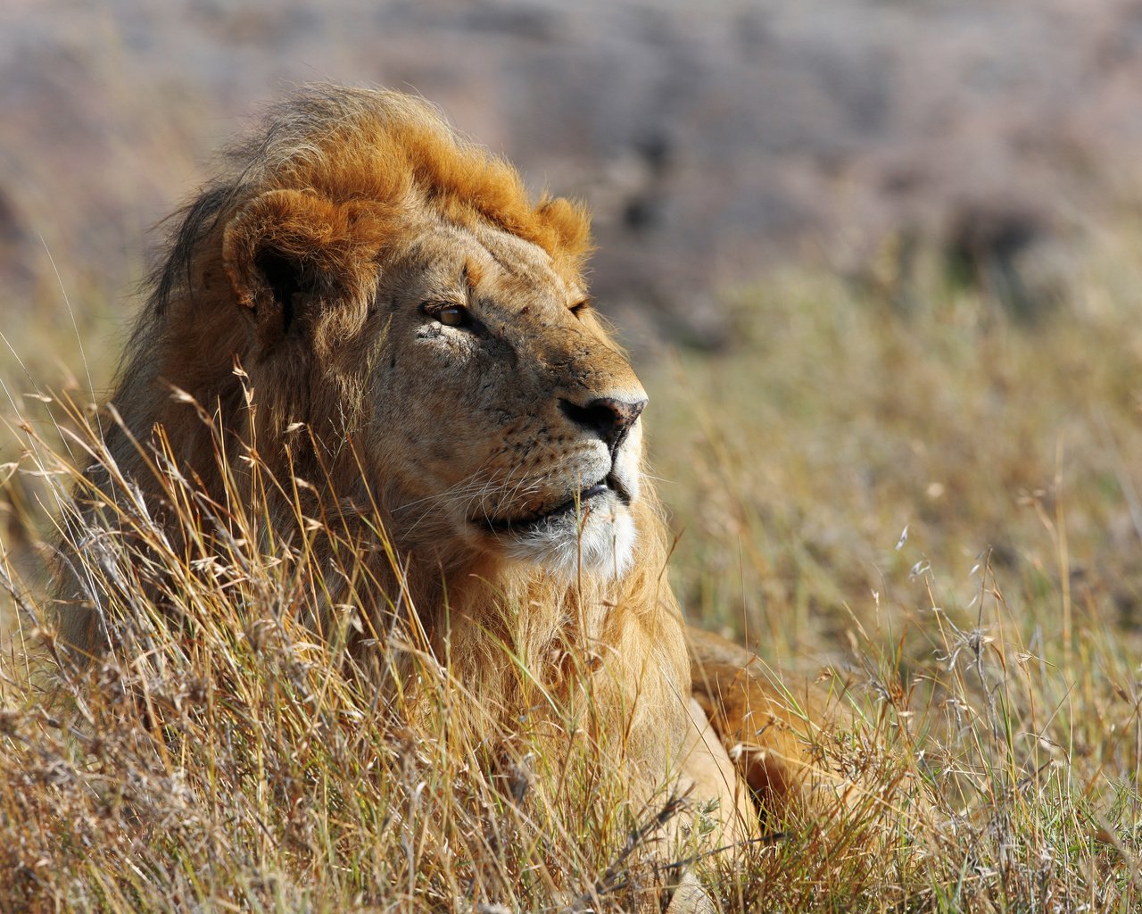 Обои морда, взгляд, африка, хищник, большая кошка, лев, face, look, africa, predator, big cat, leo разрешение 5120x2880 Загрузить