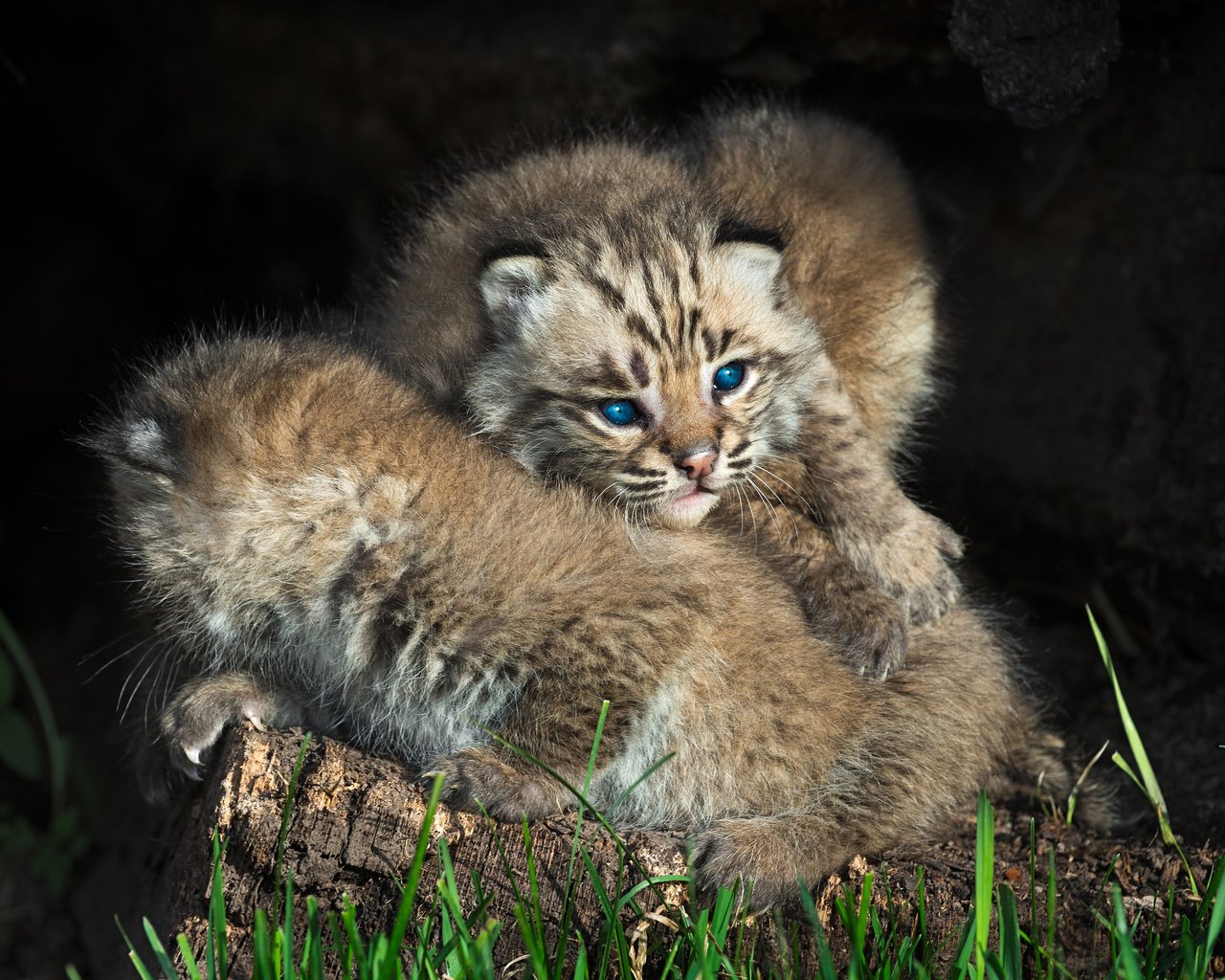 Обои рысь, котенок, голубые глаза, двое, детеныши, рыси, дикие кошки, lynx, kitty, blue eyes, two, cubs, wild cats разрешение 4000x2662 Загрузить