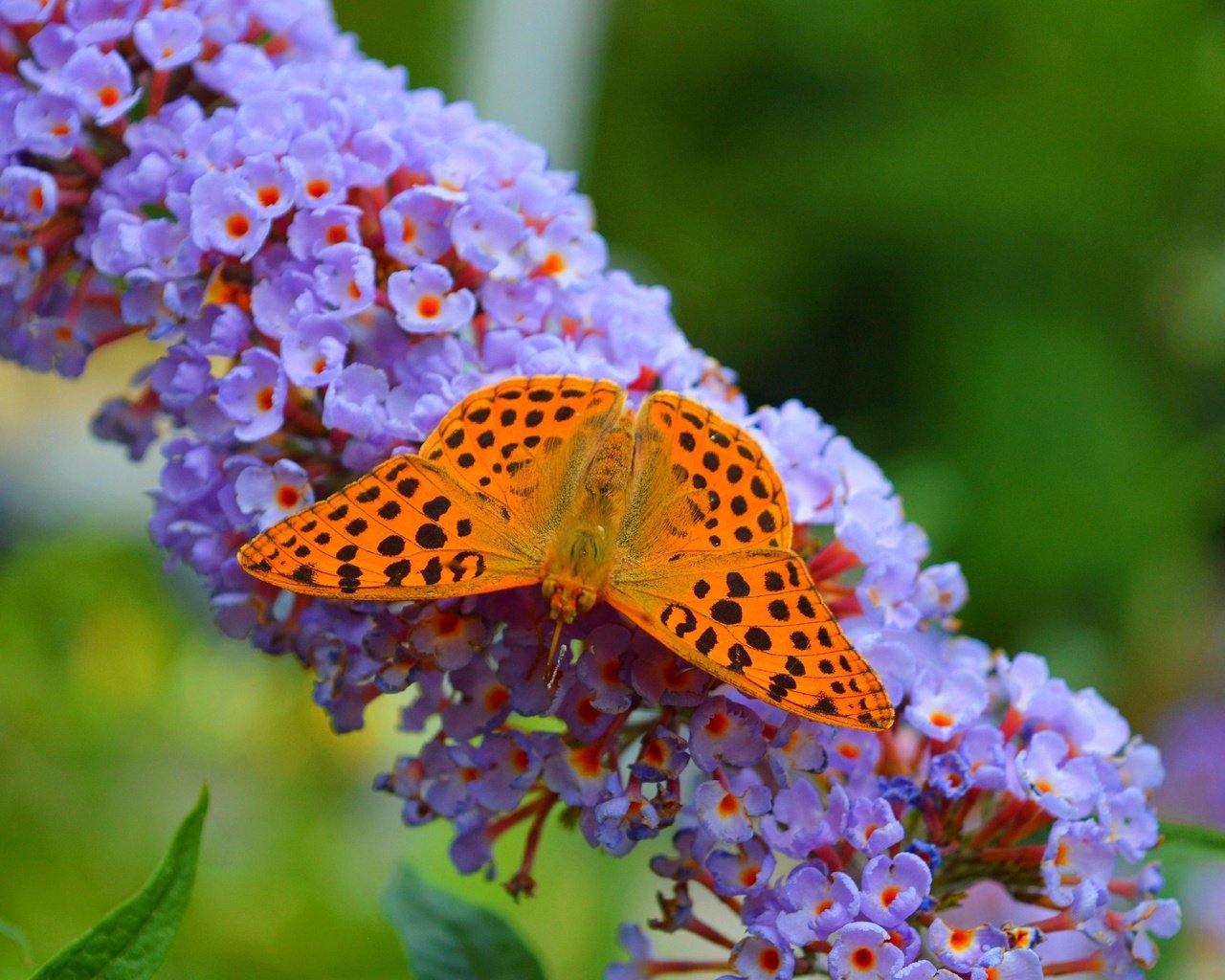 Обои цветы, насекомое, бабочка, крылья, размытость, flowers, insect, butterfly, wings, blur разрешение 3000x1855 Загрузить