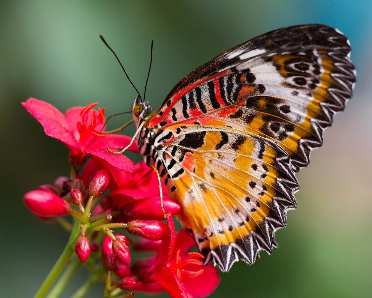 Обои насекомое, цветок, бабочка, крылья, мотылек, cethosia hypsea, insect, flower, butterfly, wings, moth разрешение 2048x1296 Загрузить
