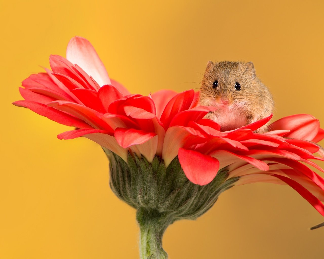 Обои цветок, мышь, мышка, мышонок, хвостик, гербера, flower, mouse, ponytail, gerbera разрешение 2048x1365 Загрузить