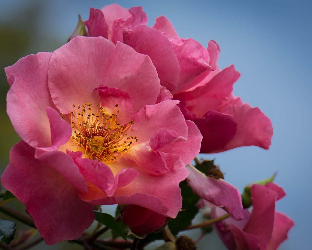 Обои цветы, макро, фон, розы, лепестки, куст, flowers, macro, background, roses, petals, bush разрешение 3000x2086 Загрузить