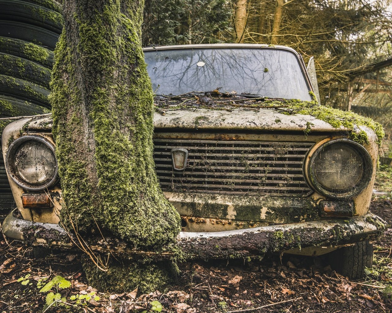 Обои дерево, авто, мох, лом, жигули, tree, auto, moss, scrap, lada разрешение 2048x1367 Загрузить