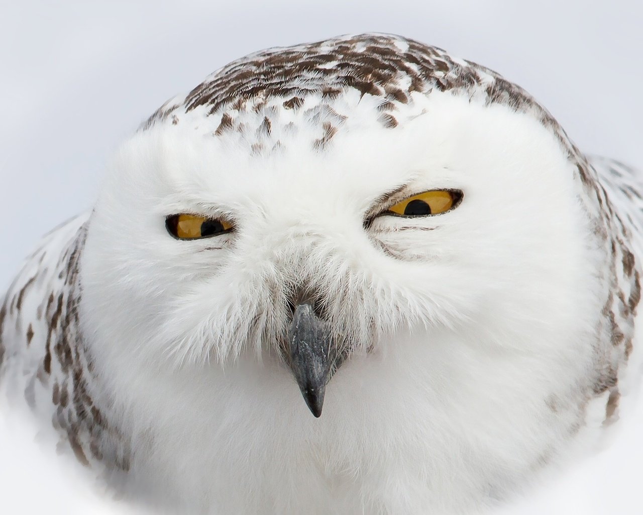 Обои глаза, сова, взгляд, птица, клюв, перья, полярная сова, белая сова, eyes, owl, look, bird, beak, feathers, snowy owl, white owl разрешение 2048x1365 Загрузить