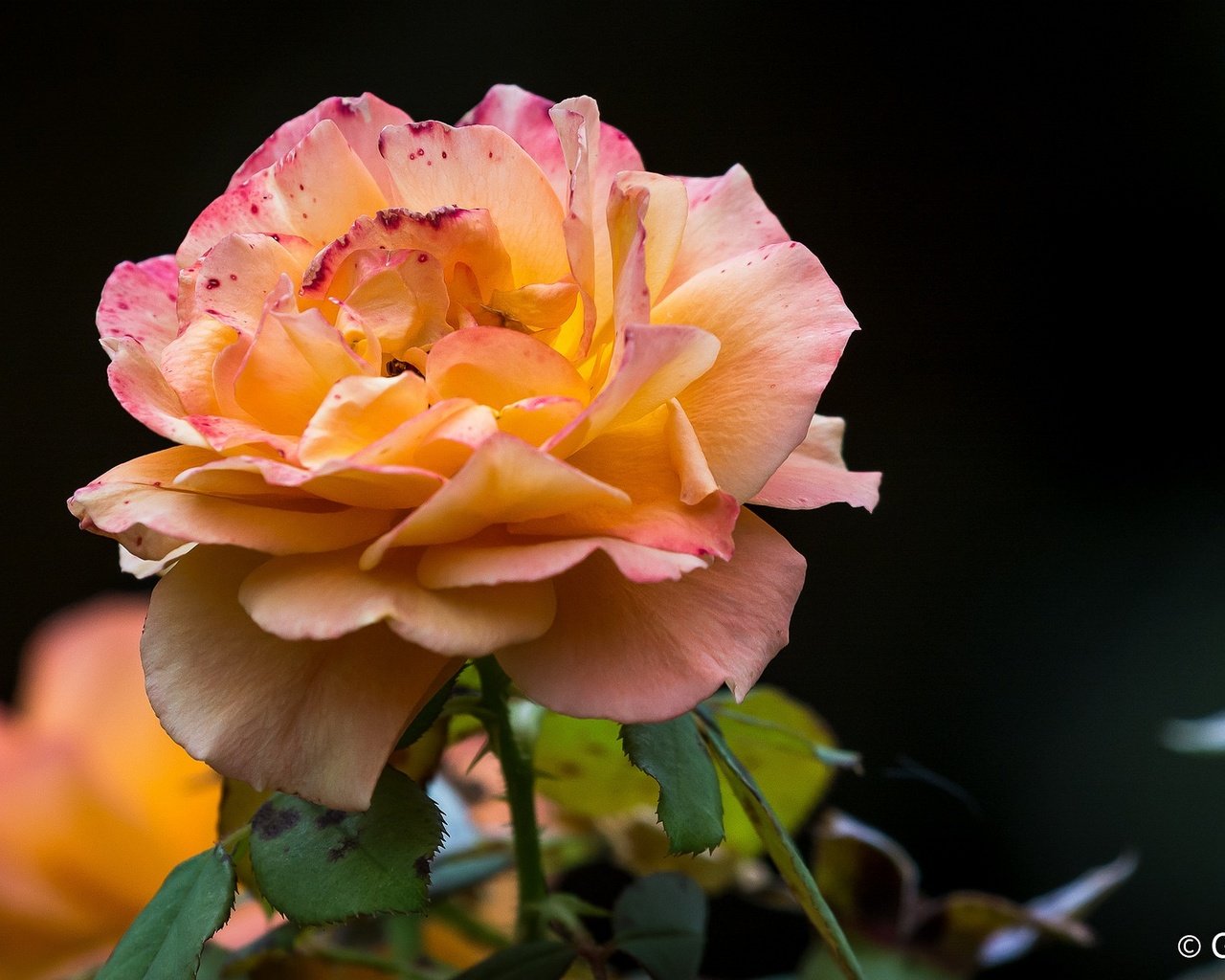 Обои цветы, бутоны, макро, фон, розы, роза, лепестки, flowers, buds, macro, background, roses, rose, petals разрешение 2048x1185 Загрузить