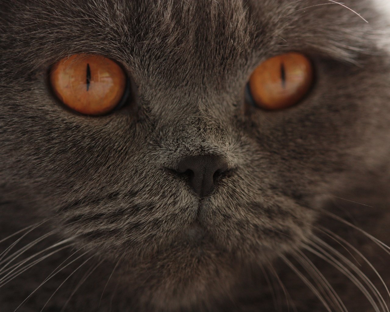 Обои глаза, кот, мордочка, усы, кошка, взгляд, британская короткошерстная, eyes, cat, muzzle, mustache, look, british shorthair разрешение 4272x2848 Загрузить