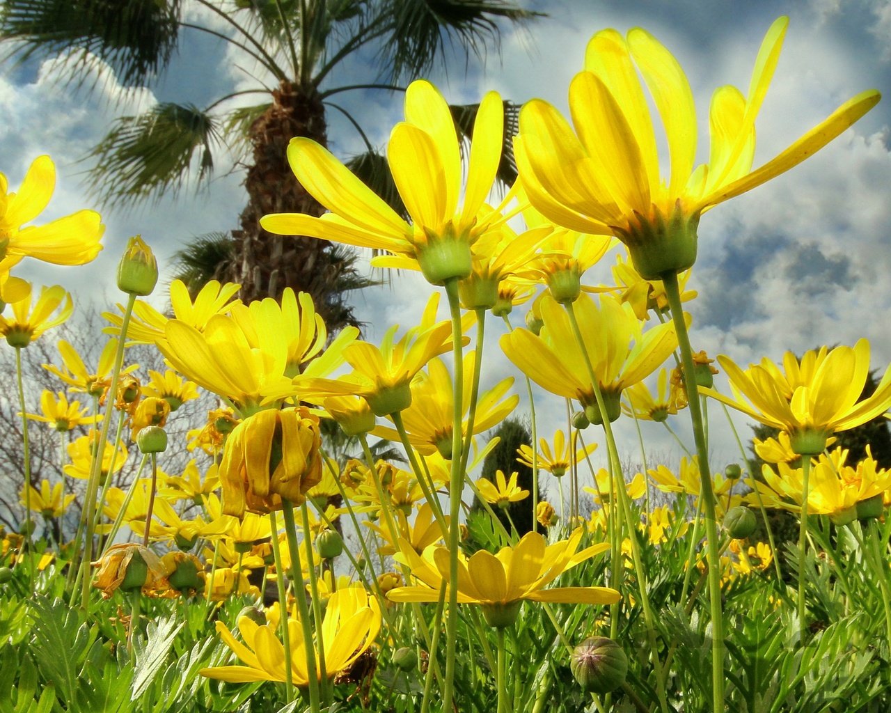 Обои небо, облака, природа, лепестки, луг, космея, желтые цветы, the sky, clouds, nature, petals, meadow, kosmeya, yellow flowers разрешение 3946x1860 Загрузить