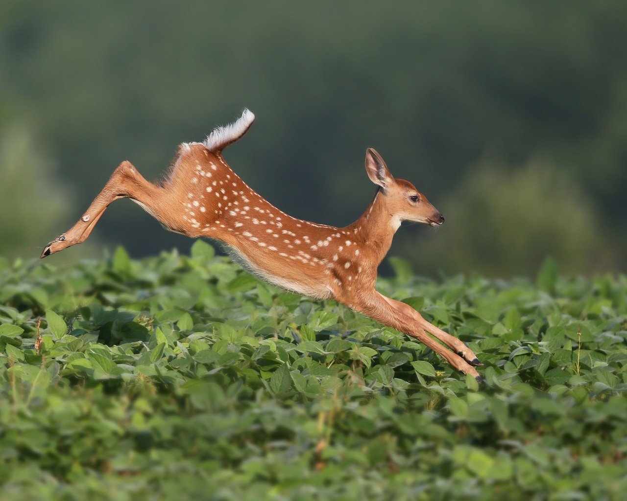 Обои растения, олень, прыжок, олененок, белохвостый олень, plants, deer, jump, fawn, white-tailed deer разрешение 2048x1365 Загрузить