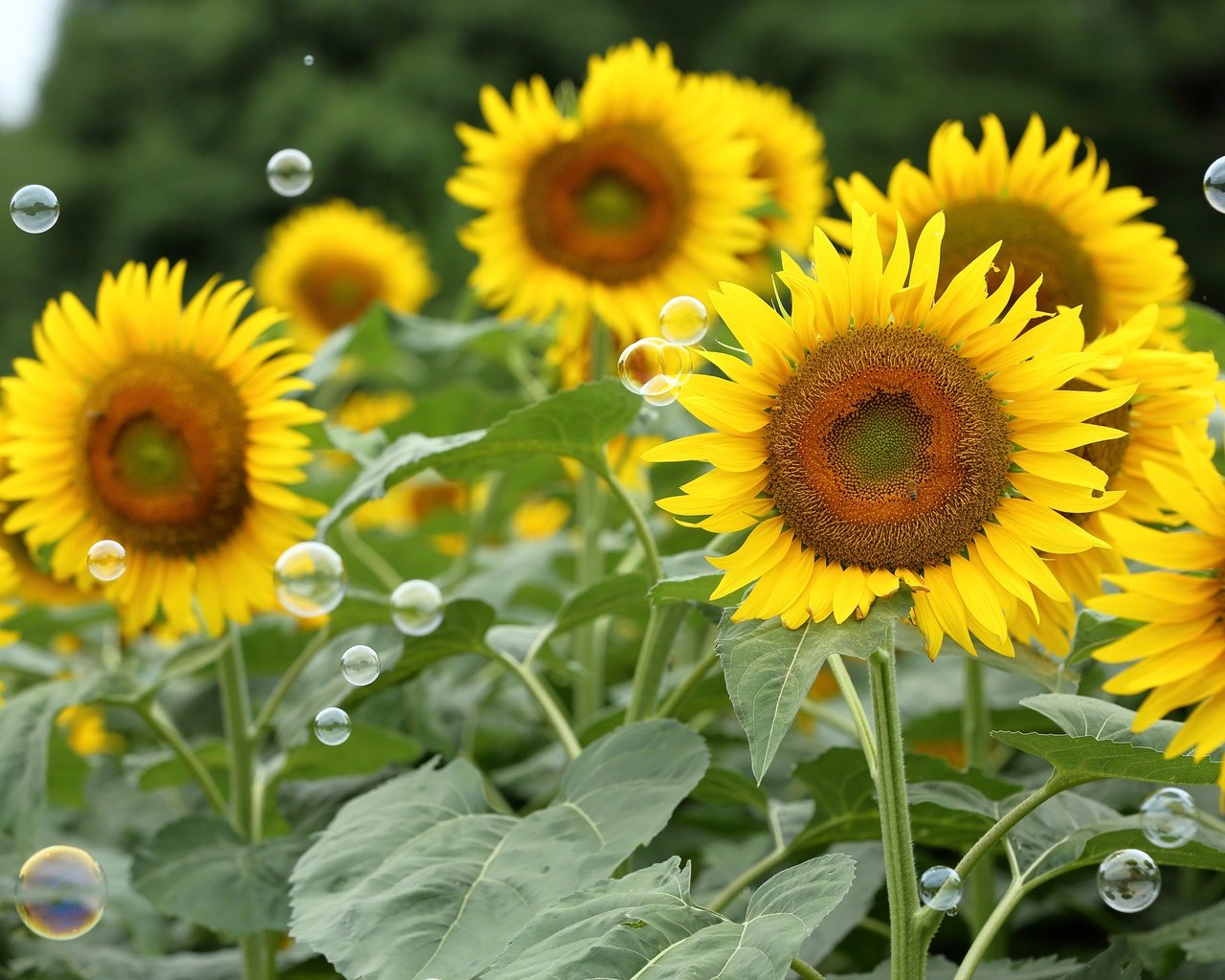 Обои цветы, поле, лето, лепестки, подсолнухи, мыльные пузыри, flowers, field, summer, petals, sunflowers, bubbles разрешение 5213x3475 Загрузить