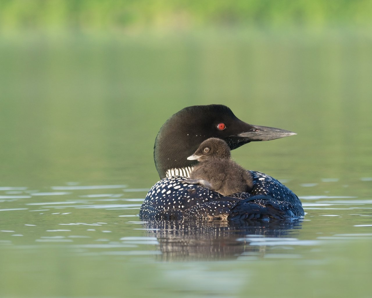 Обои птенец, водоем, птица, клюв, черноклювая гагара, гагара, chick, pond, bird, beak, chernokova loon, loon разрешение 2048x1290 Загрузить