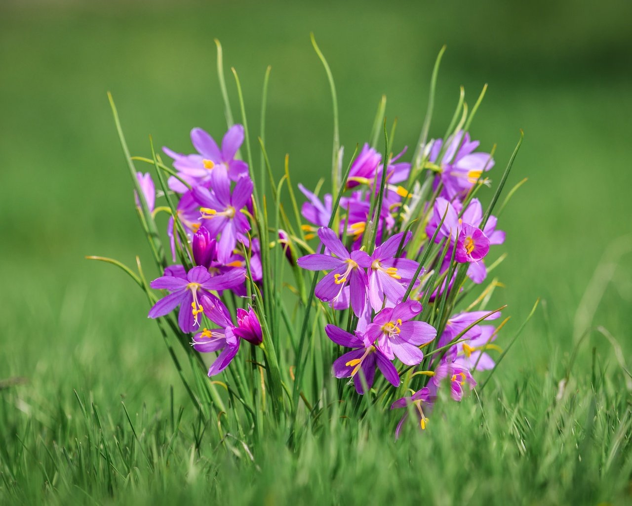 Обои цветы, трава, макро, боке, олсиниум, олсиниум дугласа, flowers, grass, macro, bokeh, olcinium, olcinium douglas разрешение 2048x1281 Загрузить