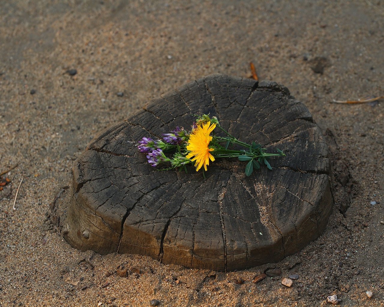 Обои цветы, клевер, песок, трещины, одуванчик, цветочки, пень, flowers, clover, sand, cracked, dandelion, stump разрешение 1920x1280 Загрузить