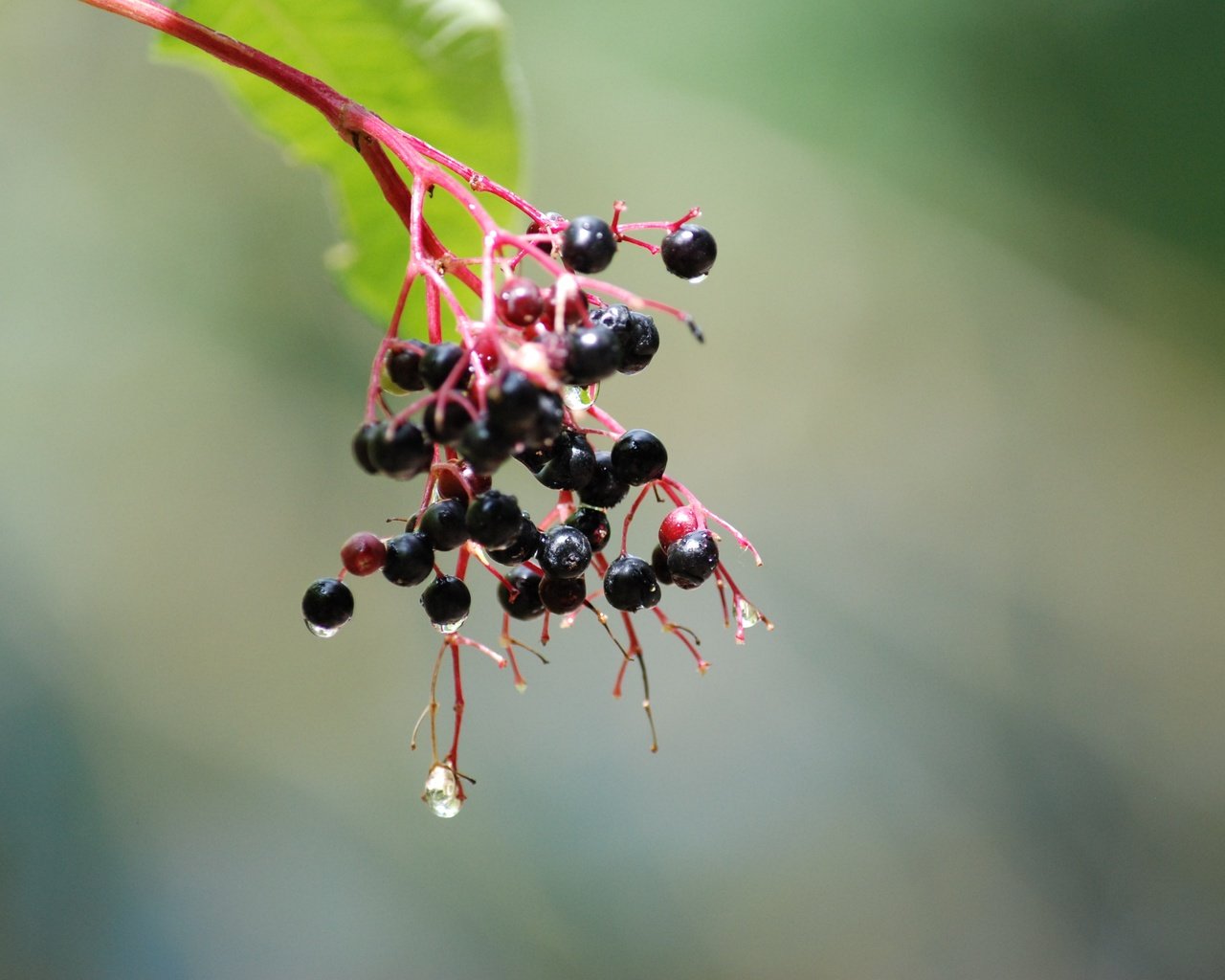 Обои ветка, природа, дерево, капли, плоды, бузина, branch, nature, tree, drops, fruit, elder разрешение 3872x2592 Загрузить