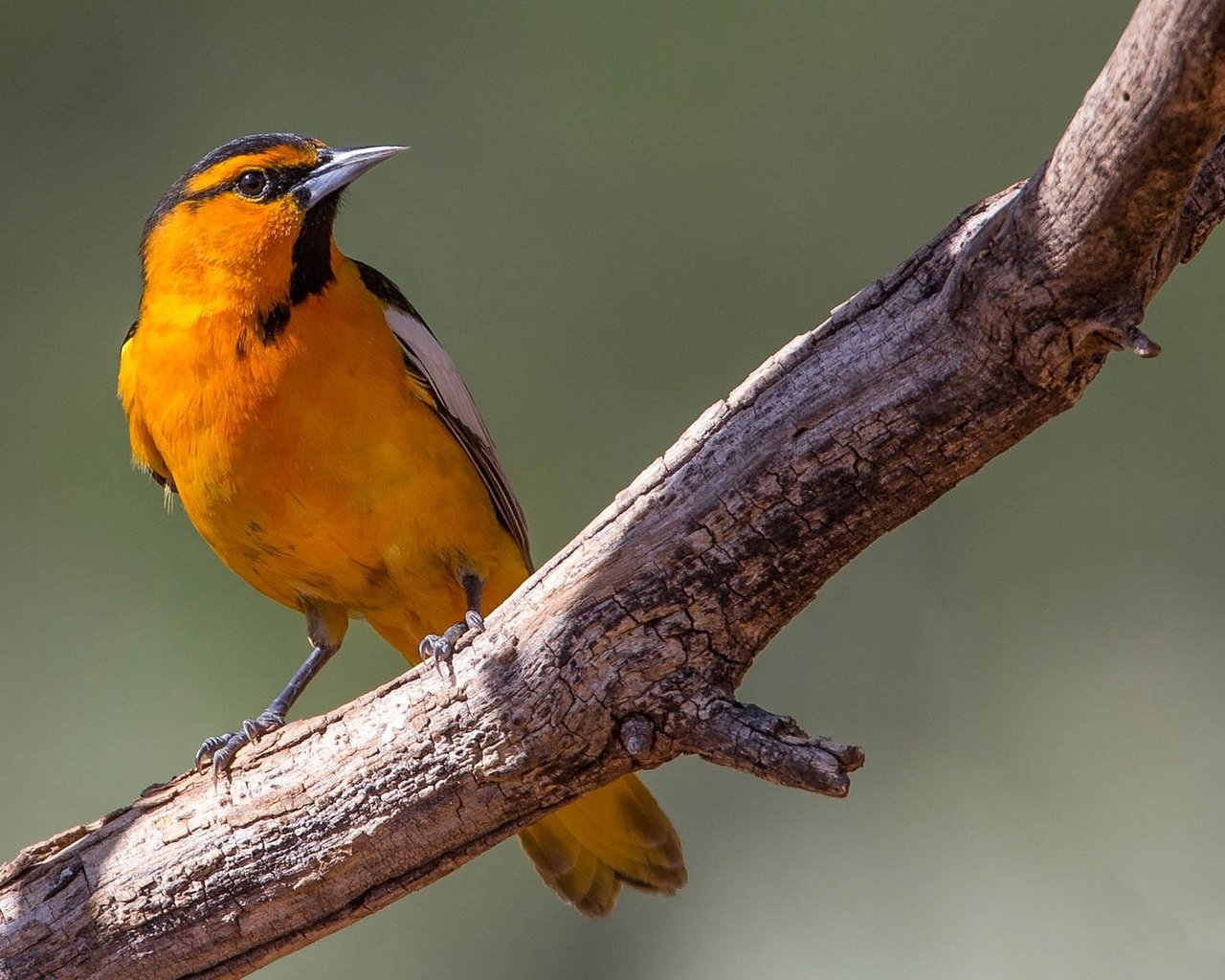 Обои ветка, птица, клюв, хвост, цветной трупиал баллока, branch, bird, beak, tail, color trupial bullock разрешение 2048x1152 Загрузить