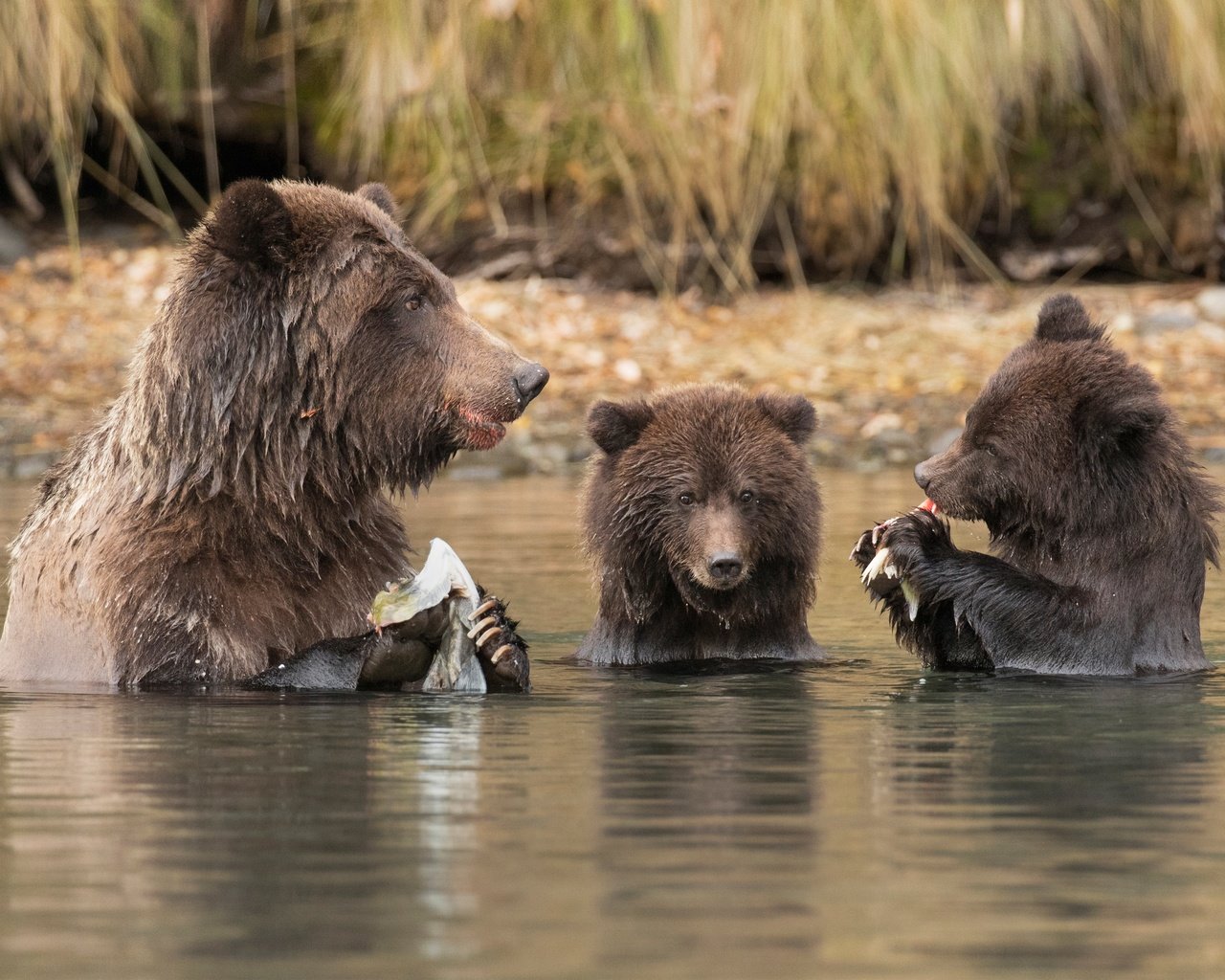 Обои вода, река, рыбалка, медведи, обед, медведица, медвежата, water, river, fishing, bears, lunch, bear разрешение 4000x2656 Загрузить