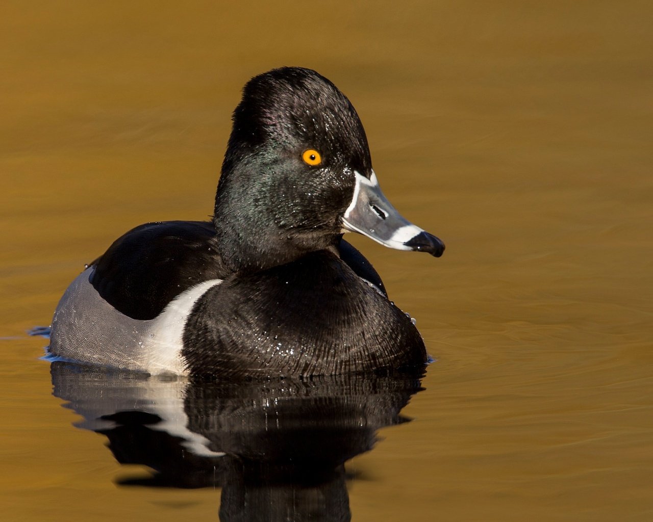 Обои водоем, птица, клюв, утка, ошейниковая чернеть, pond, bird, beak, duck, tufted duck collared разрешение 2048x1152 Загрузить