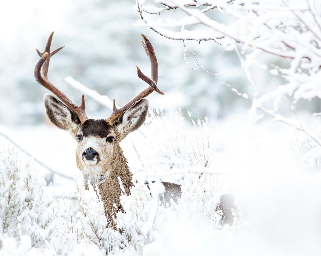 Обои снег, лес, олень, зима, ветки, иней, рога, snow, forest, deer, winter, branches, frost, horns разрешение 2560x1674 Загрузить