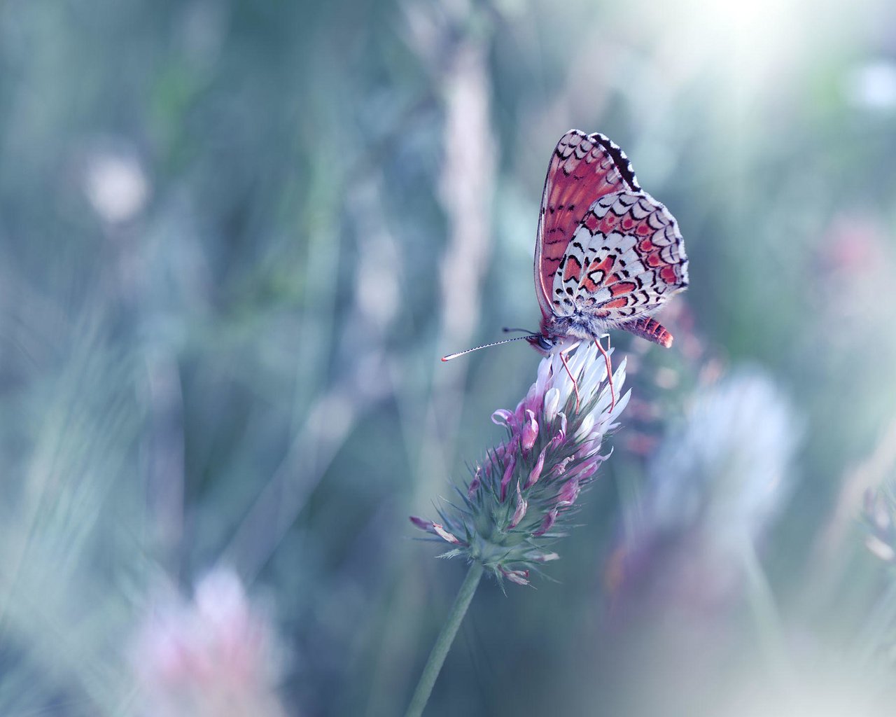 Обои цветы, насекомое, бабочка, крылья, размытость, juliana nan, flowers, insect, butterfly, wings, blur разрешение 2000x1448 Загрузить