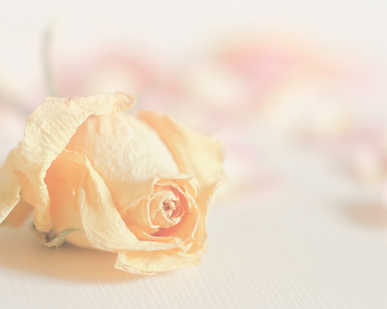 Обои цветок, роза, лепестки, размытость, бутон, flower, rose, petals, blur, bud разрешение 2400x1350 Загрузить
