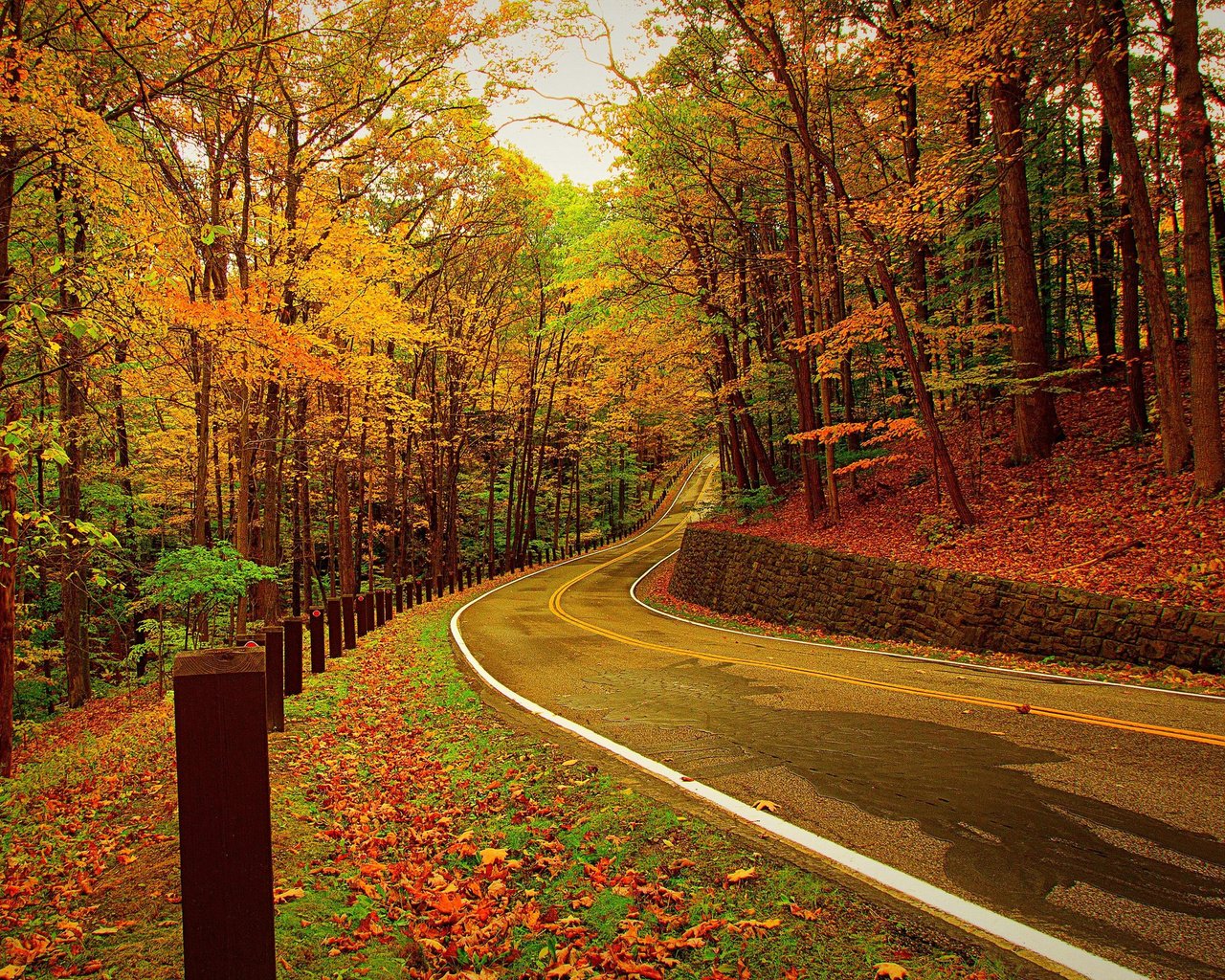 Обои дорога, деревья, лес, листья, осень, road, trees, forest, leaves, autumn разрешение 3010x1720 Загрузить