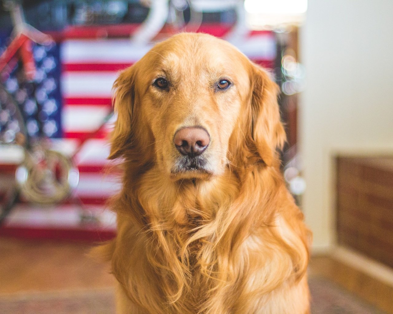 Обои мордочка, взгляд, собака, флаг, золотистый ретривер, голден ретривер, muzzle, look, dog, flag, golden retriever разрешение 2508x1672 Загрузить